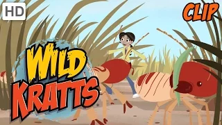 Wild Kratts - The Luckiest Kid in the World