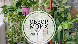 😍🤗😍ОБЗОР МОИХ КОМНАТНЫХ РАСТЕНИЙ В ОКТЯБРЕ.#комнатныецветы#комнатныерастения#обзоркомнатныхрастений