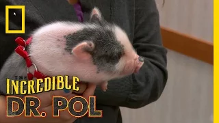 Feisty Squealer | The Incredible Dr. Pol