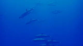 Мальдивы, Дельфины