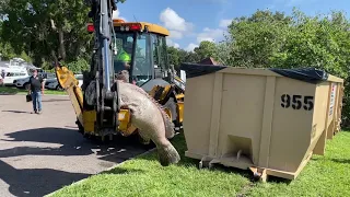 400 Pound Goliath Grouper Picked Up By Bulldozer/Red Tide Cleanup