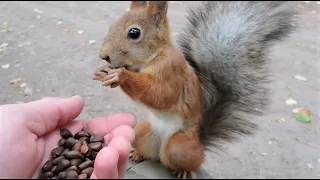 Кормлю забавную белку / Feeding a funny squirrel