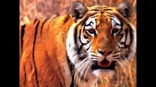 In the animal world - Slide show of wild animals (В мире животных - Слайд-шоу диких животных)