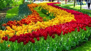 Watch "4K HDR Video – Beautiful Flower Garden.