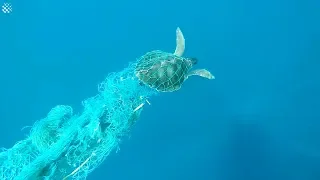 Struggling Sea Turtle Saved From Fish Netting In The Maldives