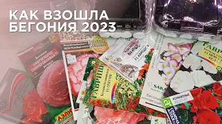 Как взошла бегония в 2023 году! Обзор всходов бегонии 9 сортов