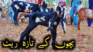 Rates Of Goats Kids In Bkra Mandi Sahiwal  || Sahiwal Bkra Mandi  || Goat Kids In Bkra Mandi