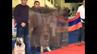 Армянский волкодав Гампр-собаки идущие на волков Armenian wolfhound
