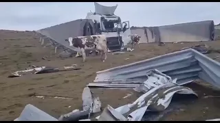 У Харківській області російські окупанти знищили молочну ферму, загинуло десятки корів