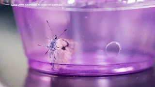 New butterflies introduced in San Francisco's Presidio after species went extinct in 1940s