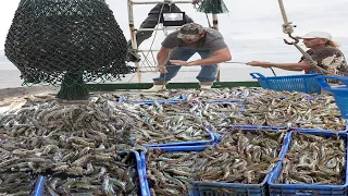 Amazing commercial shrimp fishing on the sea   Lots of shrimp are caught on the boat #05