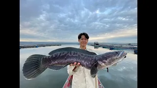 Father & Son Wild Snakehead Toman Fishing Thailand 2023- BKKGUY