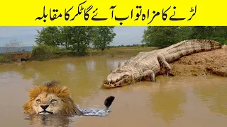 مگرمچھ کے جانوروں پر خطرناک حملے | Top 20 Killer Crocodile Moments | Facts in Urdu