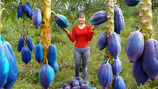 Harvesting GAC & Papaya Fruit Go to countryside market sell, Grow Vegetable |Phuong Daily Harvesting