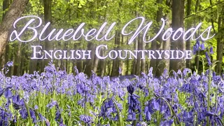 Bluebell Woods | English Forest Ambience With & Without Music | English Pastoral Playlist