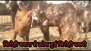 Live vedio how to matting female/Goat matting/Crossing/Sirohi female mating/Pregnant female/Gyaban
