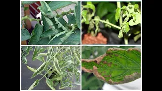 Răsucirea frunzelor la roșii/ tomate- cauze și soluții