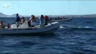 Raw Video: Whale Migration