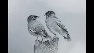 Draw and painting Myna || Sketch Myna bird