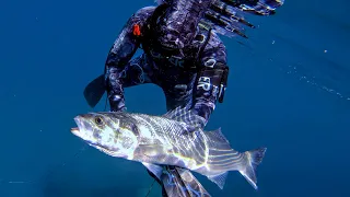 Spearfishing Croatia vs Sea Bass Hassle July 2023 4K 🇭🇷