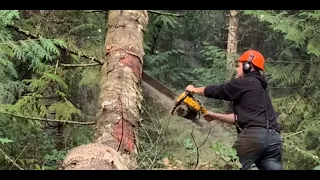 Hung up tree. Take down technique