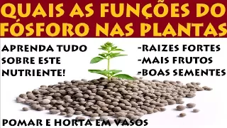 FÓSFORO (P) Descubra por que é tão importante para as plantas!