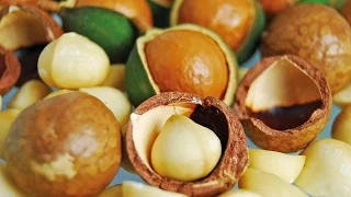 Como Cultivar Macadamia - TvAgro por Juan Gonzalo Angel