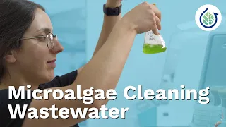 When Tiny Creatures Solve Big Problems: Wastewater Treatment With Microalgae