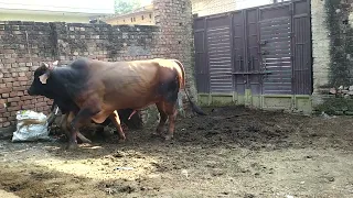 Cow Meeting Cross Big Bull 🐂