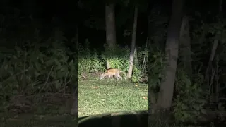 Fox? Coyote? Dog? What is it? it had a Mangy Tail and Head looked like a Fox Head, Part 2 of 2