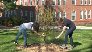 How to Net a Small Tree to Exclude Cicadas