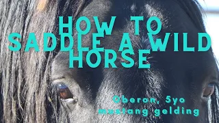 How To Saddle A Wild or Green Horse