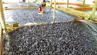 Catfish Feeding Times with Floating Feed Grain Based Diet || Catfish Farming in Aquaculture