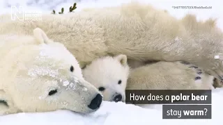 How does a polar bear stay warm? | Natural History Museum