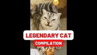 LEGENDARY CAT Compilation #1 🔥 😂 2022 Epic Cat Videos & Moments #funnycats