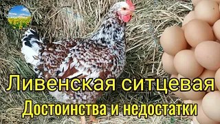 Ливенская ситцевая. Достоинства и недостатки.