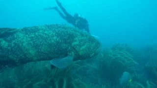 Goliath grouper is hunting lionfish with me and my buddy