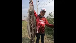 Great Snakehead Fishing fun for Indonesia Ridwan family with - BKKGUY