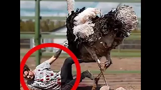 Animal  fight with human man and funny video mp4