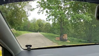 Safari Zoo Dvůr Králové