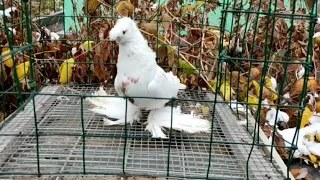 Кептерлер Голуби Pigeons