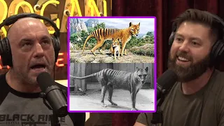 Joe Rogan & Forrest Galante: Are Tasmanian Tigers Still ALIVE!?!