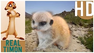 Young and small meerkat exploring the World - BBC (Real timon)