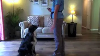 How to teach your dog to wave
