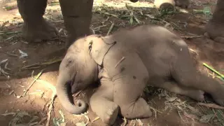 Lazy Baby Elephan Dok Rak Waking Up By The Herd During Nap Time - ElephantNews