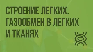 Строение легких. Газообмен в легких и тканях. Видеоурок по биологии 8 класс