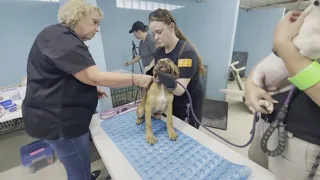 Here's how to help animals displaced during Texas storms