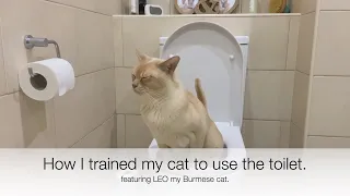 I TRAINED MY CAT TO USE MY HOUSEHOLD TOILET. Using the Litter Kwitter, it really works!