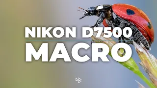 Is the Nikon D7500 Good for Macro Photography?