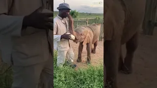 Trunk kisses with Herman & Khanyisa 💖🐘 as the baby elephant drinks her milk